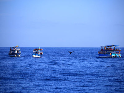 Sri Lanka Beach and Safari Tours