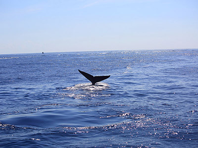 Sri Lanka Beach and Safari Tours