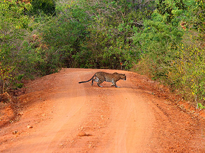Sri Lanka Beach and Safari Tours