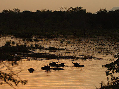 Sri Lanka Beach and Safari Tours