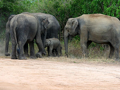 Sri Lanka Beach and Safari Tours