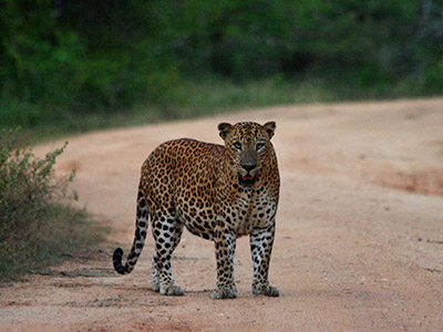Sri Lanka Beach and Safari Tours