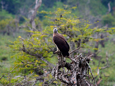 Sri Lanka Beach and Safari Tours