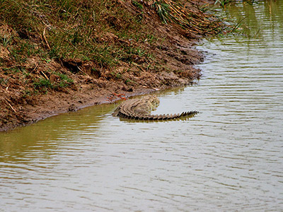 Sri Lanka Beach and Safari Tours