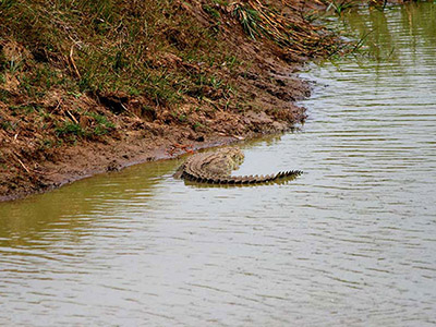 Beach and Wildlife Tours in Sri Lanka