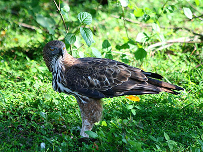 Beach and Wildlife Tours in Sri Lanka