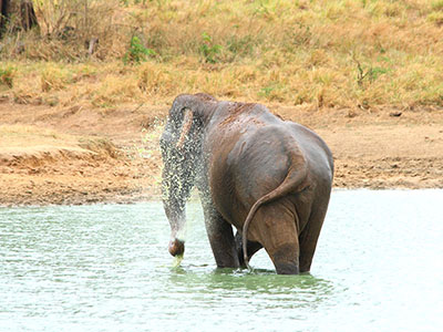 Beach and Wildlife Tours in Sri Lanka