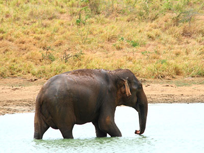 Beach and Wildlife Tours in Sri Lanka