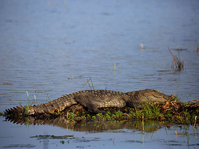 Beach and Wildlife Tour of Sri Lanka