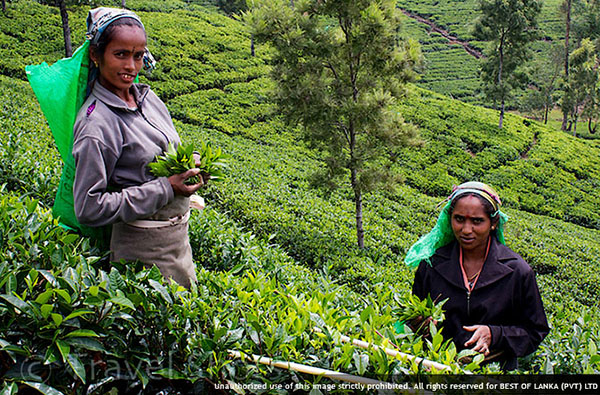 Eco & Off the Beaten Adventure Tours in Sri Lanka