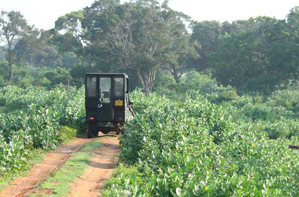 Eco & Off the Beaten Adventure Tours in Sri Lanka
