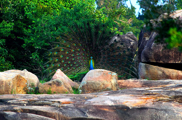Eco & Off the Beaten Adventure Tours in Sri Lanka