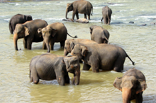 Eco & Off the Beaten Adventure Tours in Sri Lanka