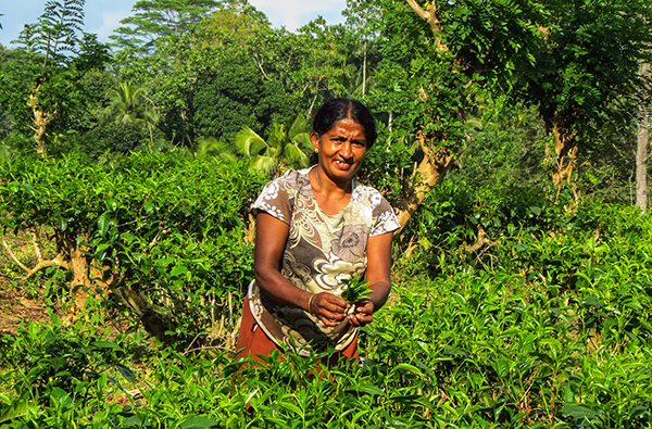 Eco & Off the Beaten Adventure Tours in Sri Lanka