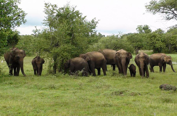 Eco & Off the Beaten Adventure Tours in Sri Lanka