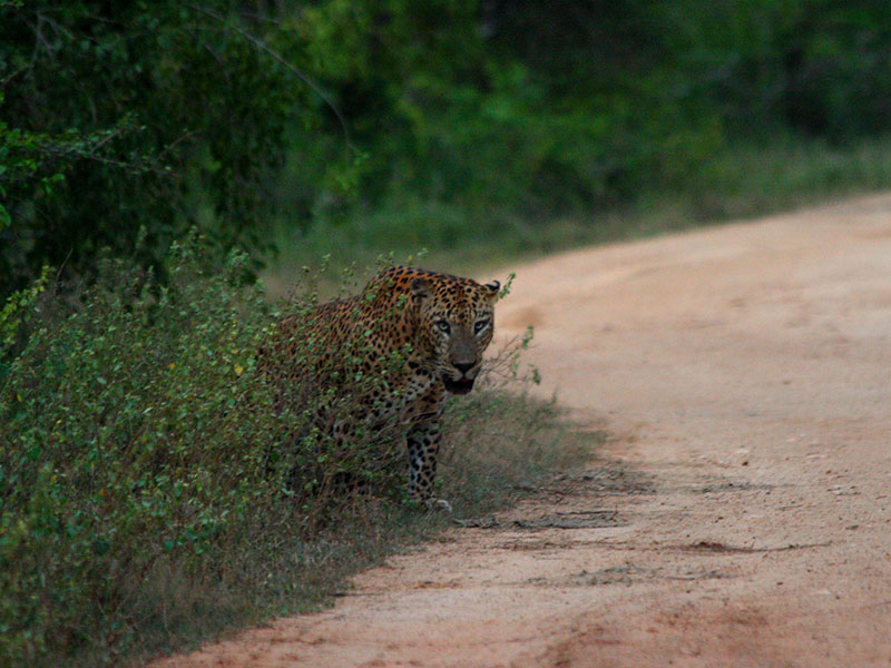 Sri Lanka Leopard Trails Safari