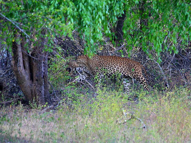 Sri Lanka Leopard Trails Safari