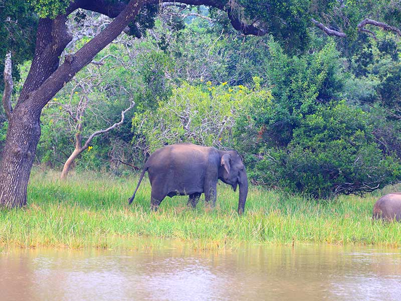 Sri Lanka Leopard Trails Safari