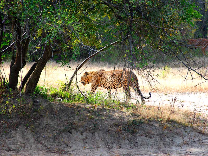 Sri Lanka Leopard Trails Safari