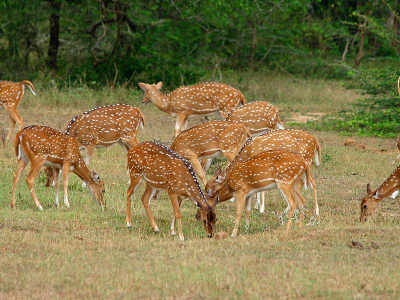 Sri Lanka Leopard Trails Safari