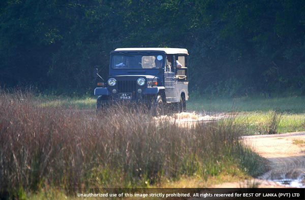 Authentic Tours in Sri Lanka