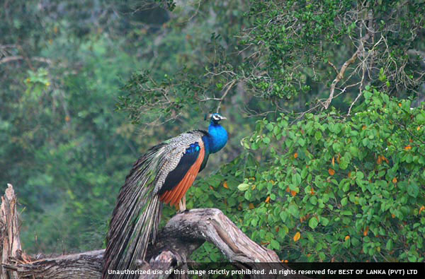 Authentic Tours in Sri Lanka