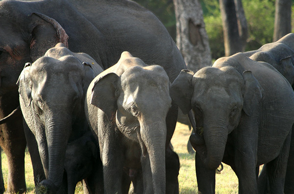 Trekking and Adventure Trails of Sri Lanka