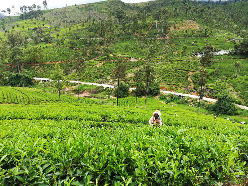 Cycling Tours in Sri Lanka