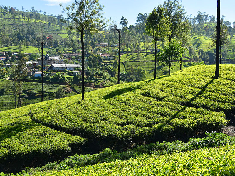 Cycling Tours in Sri Lanka