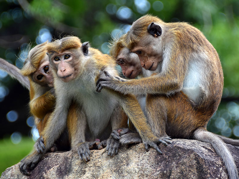 Cycling Tours in Sri Lanka