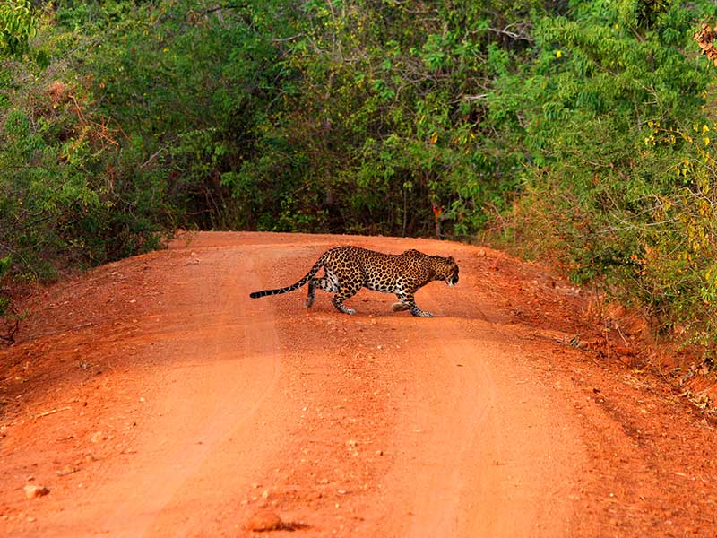 Mobile Camping, Safari and Rural Village Experience