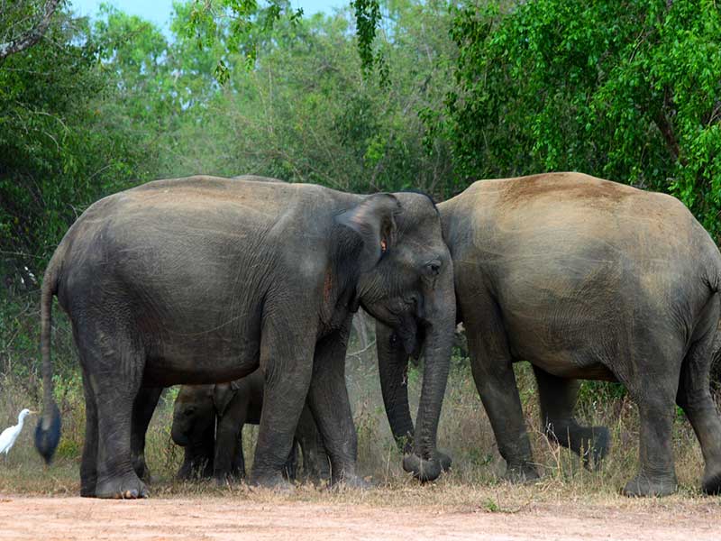 Mobile Camping, Safari and Rural Village Experience