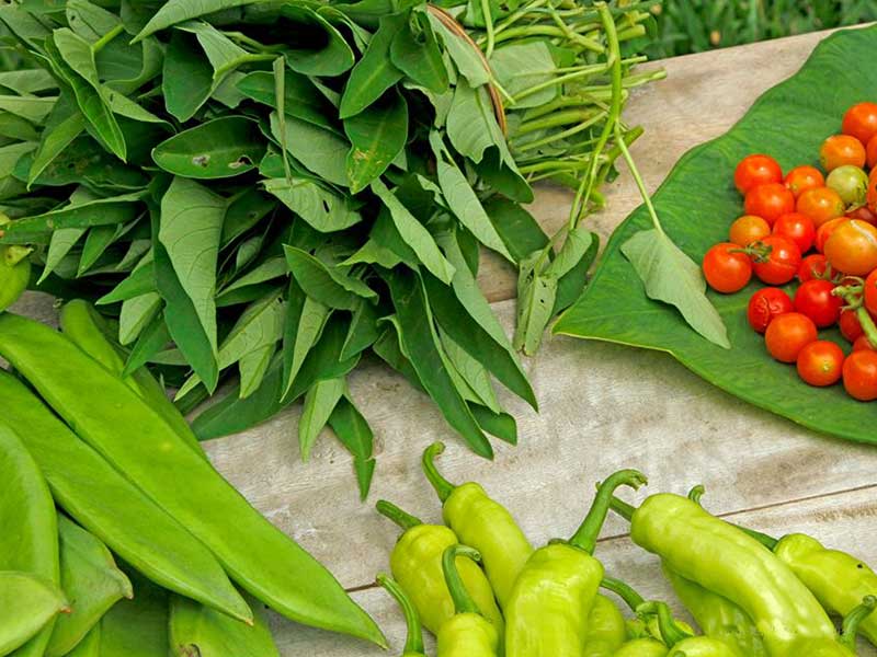 Mobile Camping, Safari and Rural Village Experience