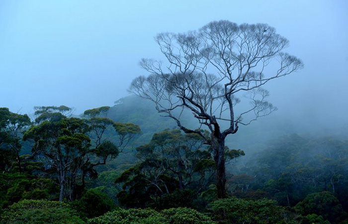 Sinharaja Rainforest Trekking Tour - 2 Nights 3 Days