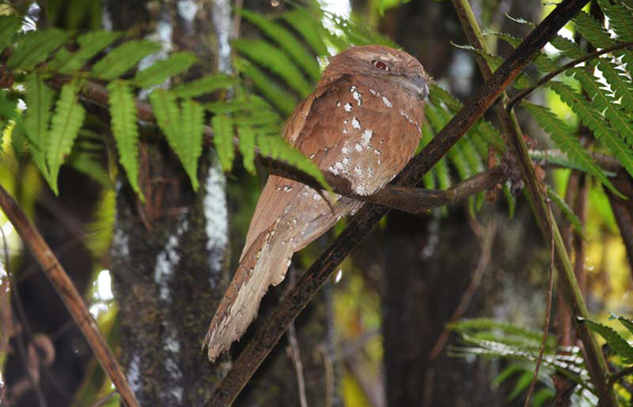 Sinharaja Rainforest Trekking Tour - 2 Nights 3 Days