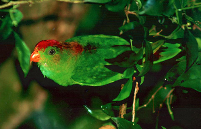 Sinharaja Rainforest Trekking Tour - 2 Nights 3 Days