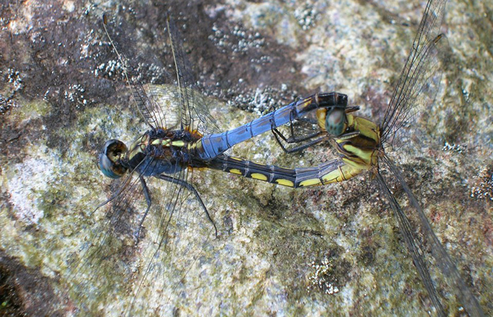 Sinharaja Rainforest Trekking Tour - 2 Nights 3 Days