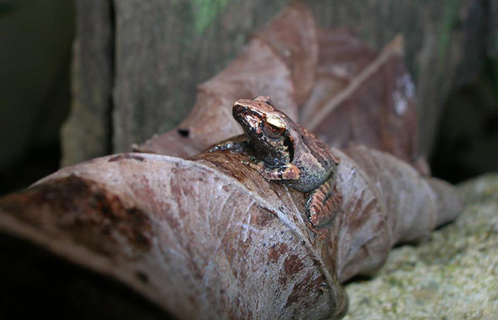 Sinharaja Rainforest Trekking Tour - 2 Nights 3 Days