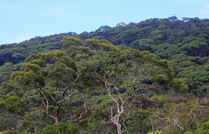 Sinharaja Rainforest Trekking Tour - 2 Nights 3 Days