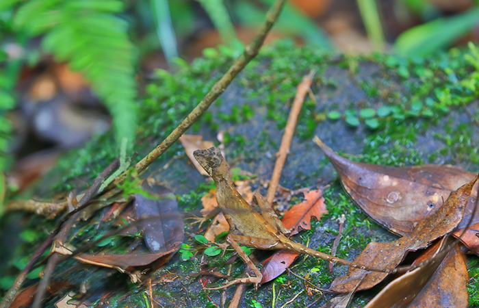 Sinharaja Rainforest Trekking Tour - 2 Nights 3 Days