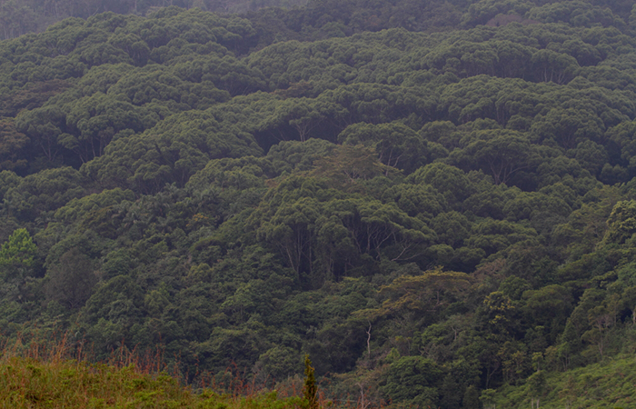 Sinharaja Rainforest Trekking Tour - 2 Nights 3 Days