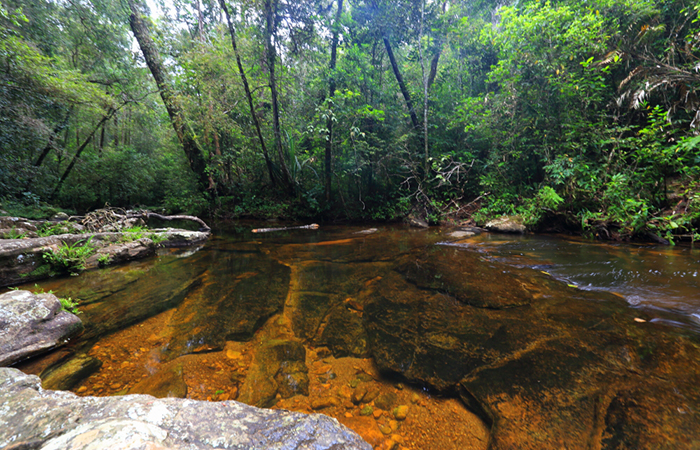 Sinharaja Rainforest Trekking Tour - 2 Nights 3 Days