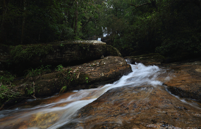 Sinharaja Rainforest Trekking Tour - 2 Nights 3 Days