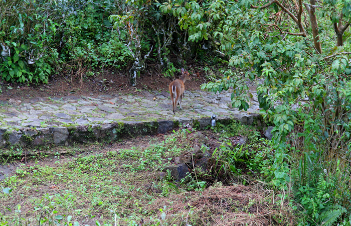 Sinharaja Rainforest Trekking Tour - 2 Nights 3 Days