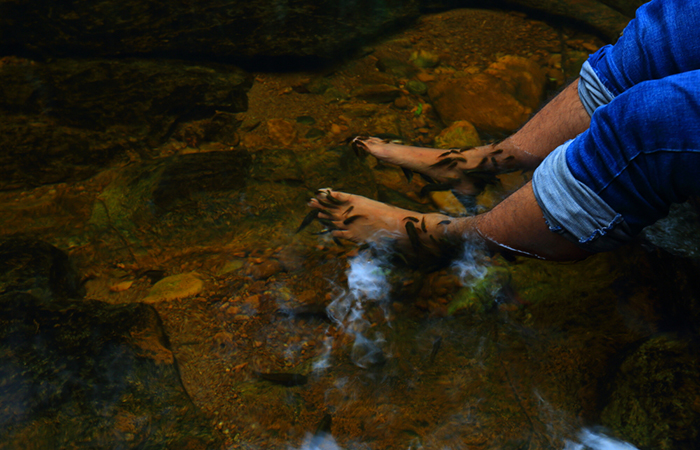 Sinharaja Rainforest Trekking Tour - 2 Nights 3 Days