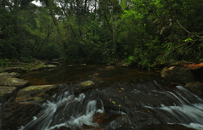 Sinharaja Rainforest Trekking Tour - 2 Nights 3 Days