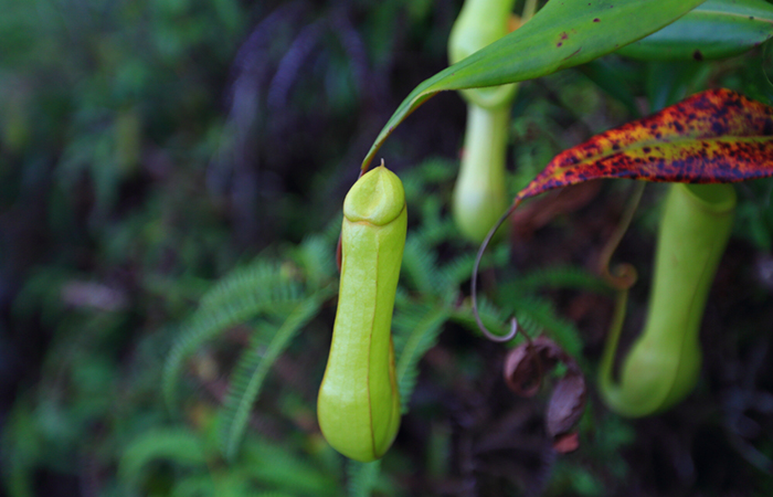 Sinharaja Rainforest Trekking Tour - 2 Nights 3 Days