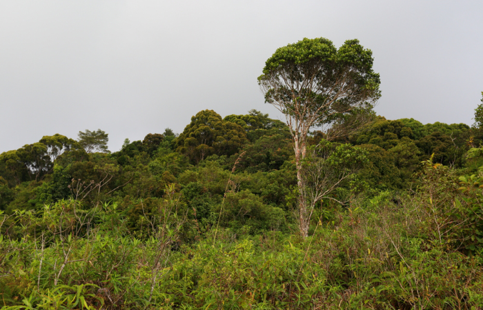 Sinharaja Rainforest Trekking Tour - 2 Nights 3 Days