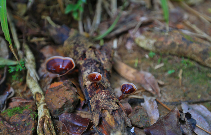 Sinharaja Rainforest Trekking Tour - 2 Nights 3 Days
