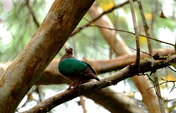 Sinharaja Rainforest Trekking Tour - 1 Night 2 Days